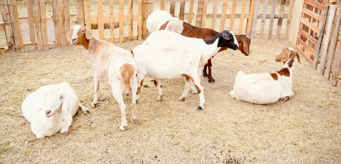 LA GRANDEZA DEL CAMPO LLEGA A VILLA DE POZOS CON EXPO AGRÍCOLA Y GANADERA 2025