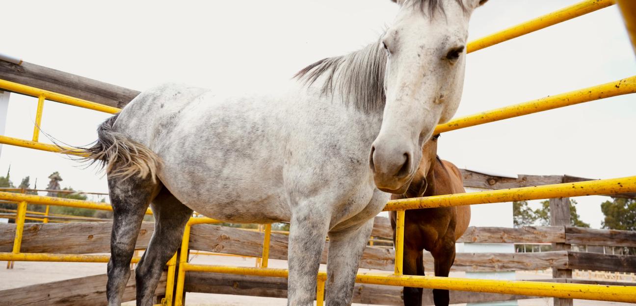 ESPECIALISTAS COMPARTIRÁN CONOCIMIENTOS EN LA EXPO AGRÍCOLA Y GANADERA 2025 EN VILLA DE POZOS