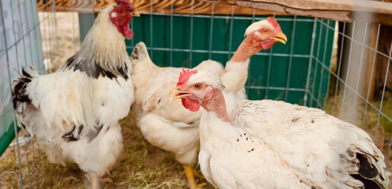 VILLA DE POZOS REFUERZA PROTECCIÓN Y CUIDADO ANIMAL EN FEREPO 2025