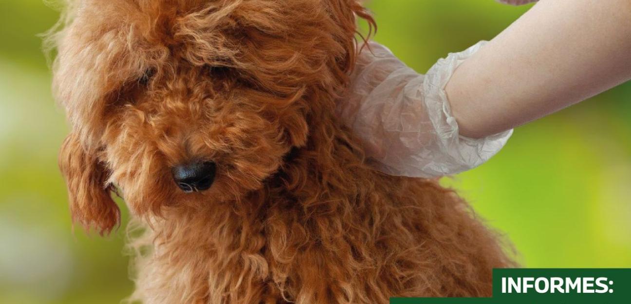 VILLA DE POZOS CONTINÚA CON CAMPAÑAS DE VACUNACIÓN ANTIRRÁBICA