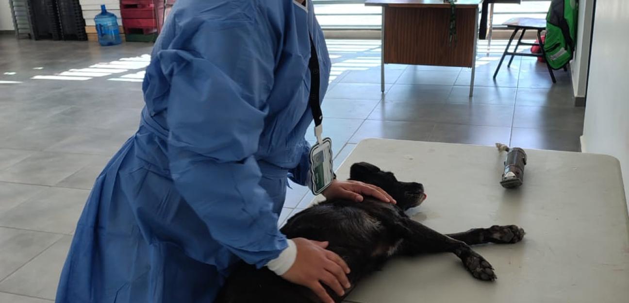 VILLA DE POZOS LLEVA A CABO JORNADA DE ESTERILIZACIÓN