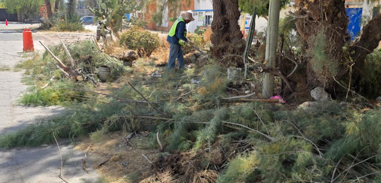 VILLA DE POZOS REFUERZA ACCIONES DE PODA